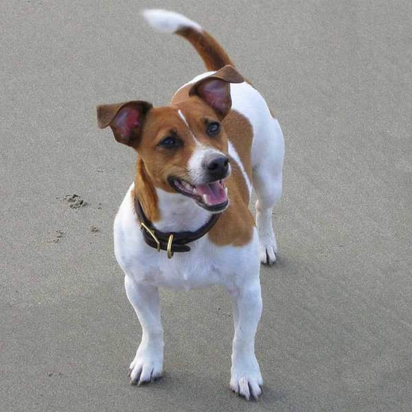 16 Lovely Short Hair Jack Russell Terrier Hair Style