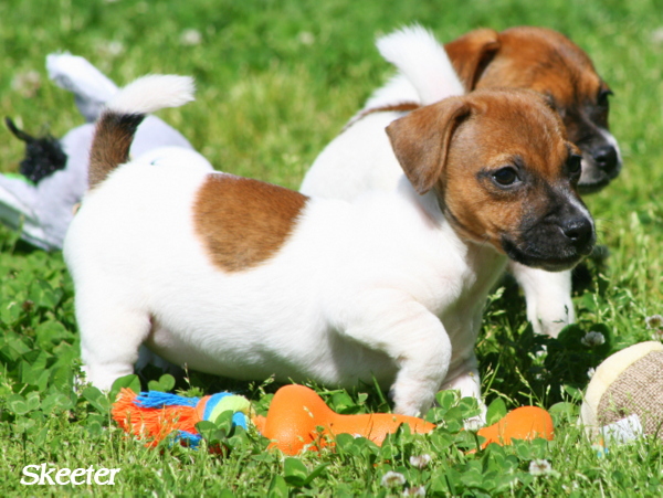 Hobbit Hill Jack Russell Terriers